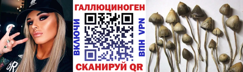 закладки Клин Галлюциногенные грибы Magic Shrooms